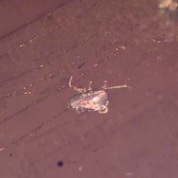Rare Larval Case Of Tineid Moth And Mite In Dominican Amber Rare Larval Case Of Tineid Moth And Mite In Dominican Amber