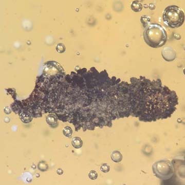 Rare Larval Case Of Tineid Moth In Dominican Amber. Rare Larval Case Of Tineid Moth In Dominican Amber.