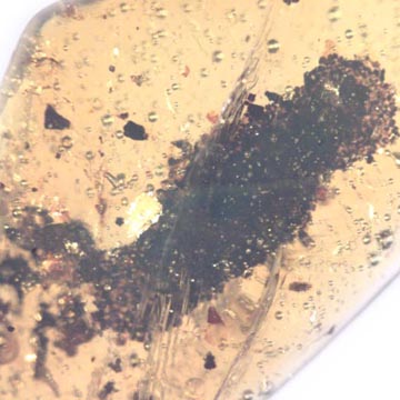 Rare Larval Case Of Tineid Moth In Dominican Amber Rare Larval Case Of Tineid Moth In Dominican Amber
