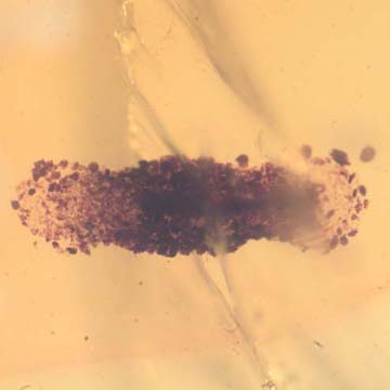 Rare Larval Case Of Tineid Moth In Dominican Amber. Rare Larval Case Of Tineid Moth In Dominican Amber.