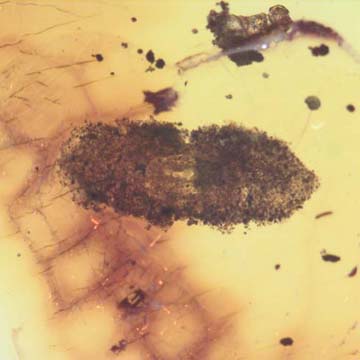 Rare Larval Case Of Tineid Moth In Dominican Amber. Rare Larval Case Of Tineid Moth In Dominican Amber.