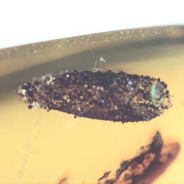 Rare Larval Case Of Tineid Moth In Dominican Amber. Rare Larval Case Of Tineid Moth In Dominican Amber.