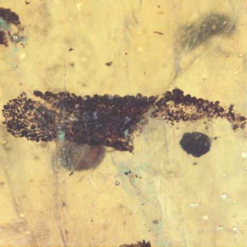 Rare Larval Case Of Tineid Moth In Dominican Amber.