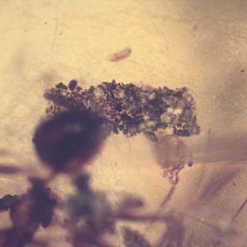 Rare Larval Case Of Tineid Moth In Dominican Amber.