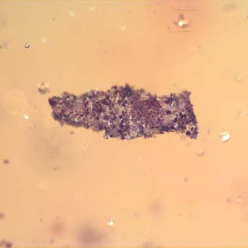 Rare Larval Case Of Tineid Moth In Dominican Amber.