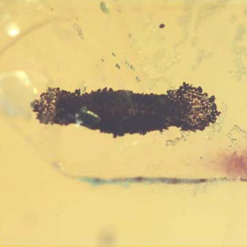 Rare Larval Case Of Tineid Moth In Dominican Amber. Rare Larval Case Of Tineid Moth In Dominican Amber.