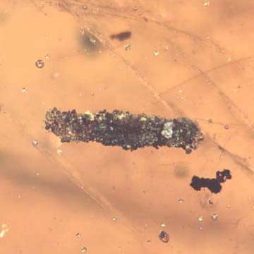 Rare Larval Case Of Tineid Moth In Dominican Amber. Rare Larval Case Of Tineid Moth In Dominican Amber.