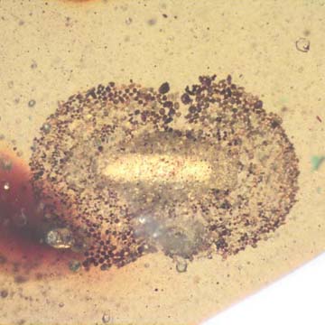 Rare Larval Case Of Tineid Moth In Dominican Amber. Rare Larval Case Of Tineid Moth In Dominican Amber.