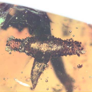 Rare Larval Case Of Tineid Moth In Dominican Amber. Rare Larval Case Of Tineid Moth In Dominican Amber.