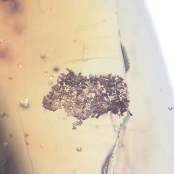 Rare Larval Case Of Tineid Moth In Dominican Amber. Rare Larval Case Of Tineid Moth In Dominican Amber.