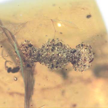 Rare Larval Case Of Tineid Moth In Dominican Amber.