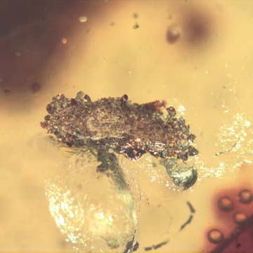 Rare Larval Case Of Tineid Moth In Dominican Amber. Rare Larval Case Of Tineid Moth In Dominican Amber.