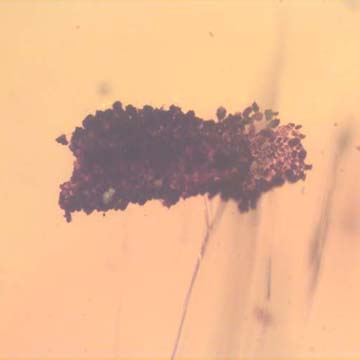 Rare Larval Case Of Tineid Moth In Dominican Amber Rare Larval Case Of Tineid Moth In Dominican Amber