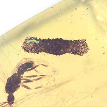 Rare Larval Case Of Tineid Moth In Dominican Amber Rare Larval Case Of Tineid Moth In Dominican Amber