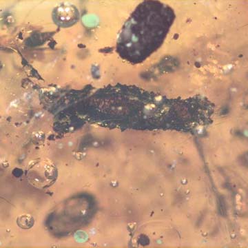 Rare Larval Case Of Tineid Moth In Dominican Amber. Rare Larval Case Of Tineid Moth In Dominican Amber.