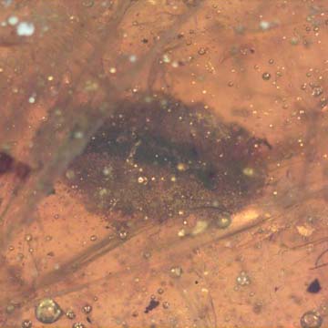 Rare Larval Case Of Tineid Moth With Larva Inside In Dominican Amber. Rare Larval Case Of Tineid Moth With Larva Inside In Dominican Amber.