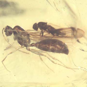 Rare Long Legged Fly Riding On A Wings Of Male Ant In Dominican Amber