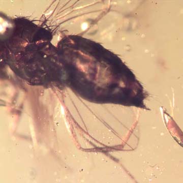 Rare Long Legged With Egg Leg In Dominican Amber Rare Long Legged With Egg Leg In Dominican Amber