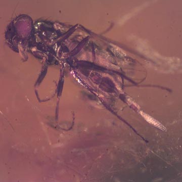 Rare Long Legged Fly With Eggs Coming On Its Abdomen And Egg In Dominican Amber