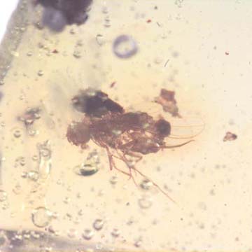 Rare Long Legged Fly With Mite Clinging On Its Abdomen In Dominican Amber.