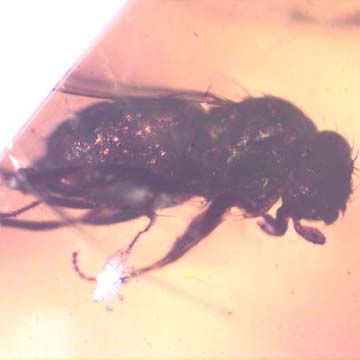Rare Long Legged Fly With Mite Clinging On Its Leg In Dominican Amber.