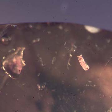 Rare Lots Of Globular Sprintail And Ancient Droplets In Dominican Amber Rare Lots Of Globular Sprintail And Ancient Droplets In Dominican Amber