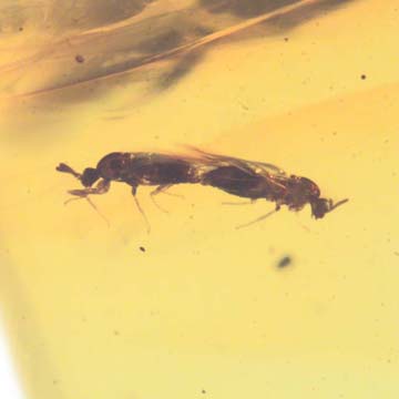 Rare Mating Black Scavenger Fly In Dominican Amber Rare Mating Black Scavenger Fly In Dominican Amber