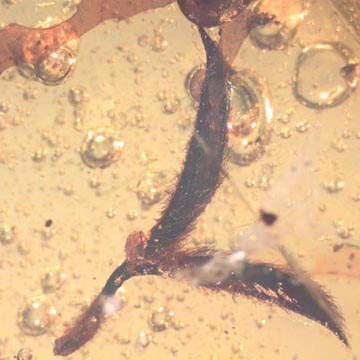 Rare Microcosm, Dicotyledon, Very Large Stem, Scelionid Wasp, Two Plant Bugs, Leafhopper, Elongate Springtail And Leaf In Dominican Amber