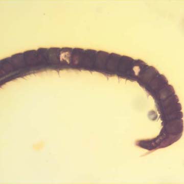 Rare Millipede, Pupa, Worker Termite In Dominican Amber. Rare Millipede, Pupa, Worker Termite In Dominican Amber.