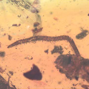 Rare Millipede, Larva And Worker Termite In Dominican Amber.