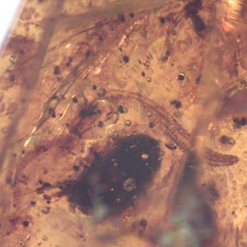 Rare Millipede And Ghost Of Gnat Bug In Dominican Amber