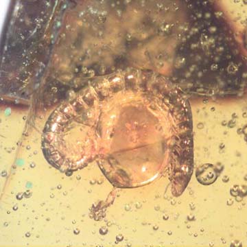 Rare Millipeede And Beetle In Dominican Amber.