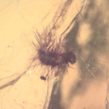 Rare Millipede And Mammal Hair In Dominican Amber. Rare Millipede And Mammal Hair In Dominican Amber.