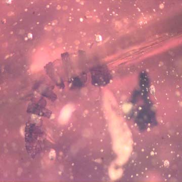 Rare Millipede And Two Leaves In Dominican Amber. Rare Millipede And Two Leaves In Dominican Amber.