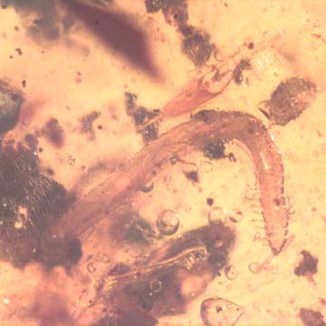 Rare Millipede And Scuttle Fly In Dominican Amber. Rare Millipede And Scuttle Fly In Dominican Amber.