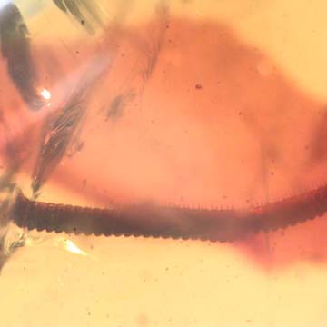 Rare Millipede, Thrip Larva, Head Of Worker Ant And Cool Stuff In Dominican Amber.