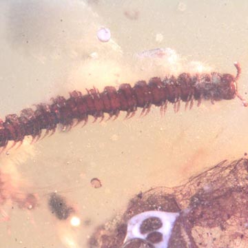 Rare Millipede, Larva, Two Nymphs And Leaves In Dominican Amber.