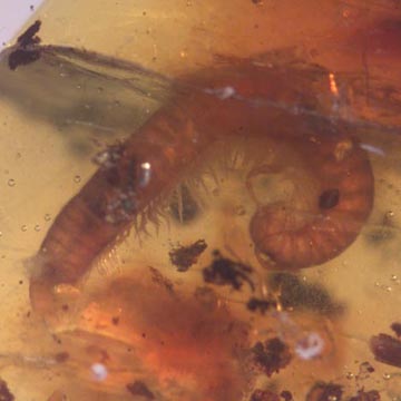 Rare Millipede, Eggs, Elongate Sprintail And Mite In Dominican Amber. Rare Millipede, Eggs, Elongate Sprintail And Mite In Dominican Amber.