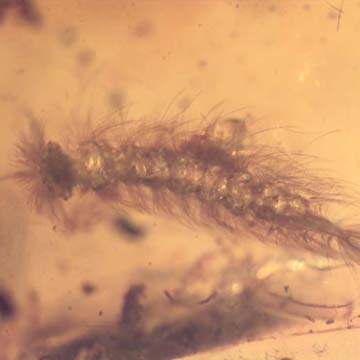 Rare Millipede, Gnat Bug, Jumping Spiders And Elongate Springtail In Dominican Amber. Rare Millipede, Gnat Bug, Jumping Spiders And Elongate Springtail In Dominican Amber.