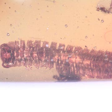 Rare Millipede And Botanical In Dominican Amber.