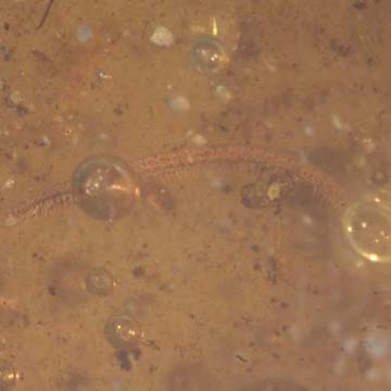 Rare Millipede And Leafhopper In Dominican Amber.