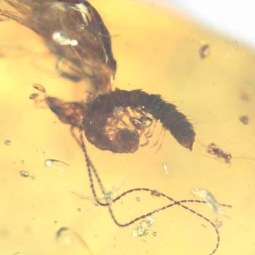 Rare Mosquito, Swarm Of Elongate Springtail And Two Fungus Gnats In Dominican Amber.