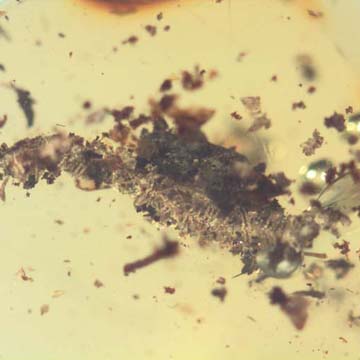 Rare Millipede And 2 Seed Pods In Dominican Amber.