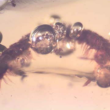Rare Millipede In Dominican Amber. Rare Millipede In Dominican Amber.