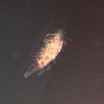 Rare Millipede In Dominican Amber.