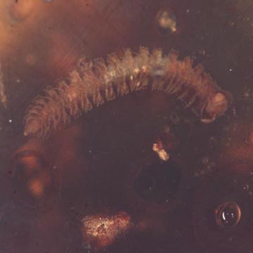 Rare Millipede In Dominican Amber.
