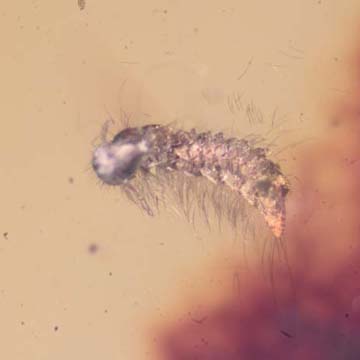 Rare Millipede In Dominican Amber.