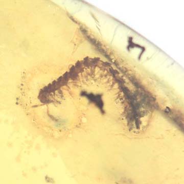 Rare Millipede In Dominican Amber. Rare Millipede In Dominican Amber.