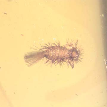 Rare Millipede In Dominican Amber. Rare Millipede In Dominican Amber.