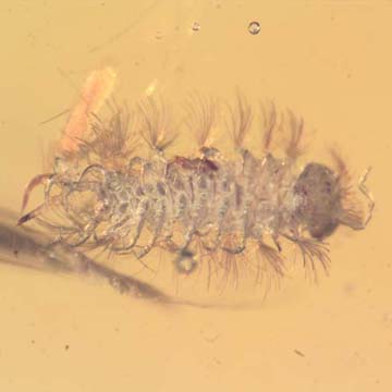 Rare Millipede In Dominican Amber. Rare Millipede In Dominican Amber.